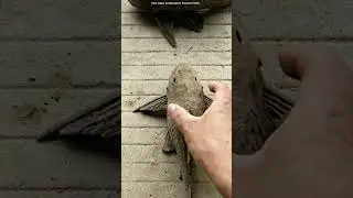 Este Pez Puede Sobrevivir 7 d&iacute;as en el Suelo 😱
