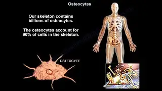 Osteocytes  - Everything You Need To Know - Dr. Nabil Ebraheim