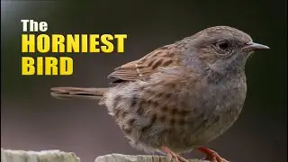 Dunnock, The World's Horniest Bird.