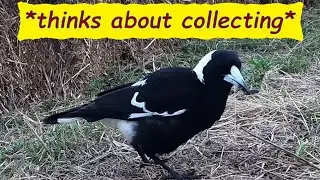 Injured Dad Australian Magpie wants to collect?? Dad gets bales and plenty of roaches