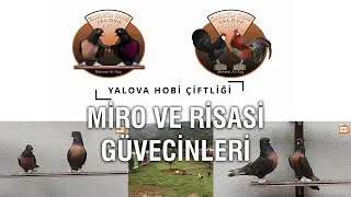 Yalova Hobi Çiftliği 1 - Miro ve Risasi Güvercinleri