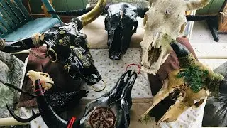 My skull maceration process 🌺