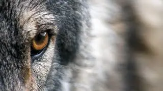 Feed The Wolf - Breaking Benjamin ( Slowed )