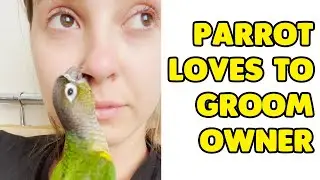Pet Parrot Loves To Groom Owner