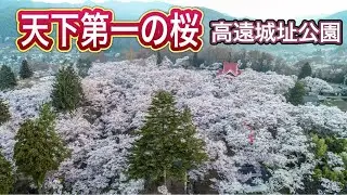 高遠城址公園【天下第一の桜】長野県 ドローン男子空撮
