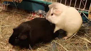 Guinea pig's humping spree continues
