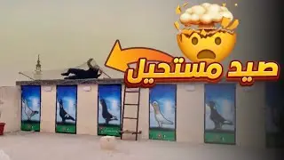 اصعب صيد طير مرقت علي بحياتي 😱 صدتو بطريقه مستحيله ✂️