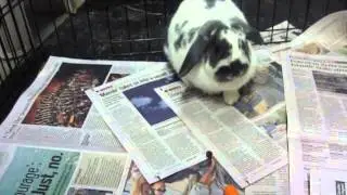 Winks at House Rabbit Resource Network