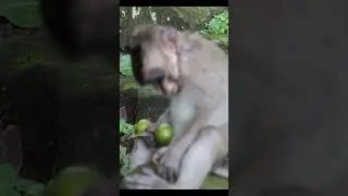 Hungry and eat poison fruit