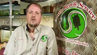 Reptiles & Snake Identification : What Do Ring-Necked Snakes Eat?