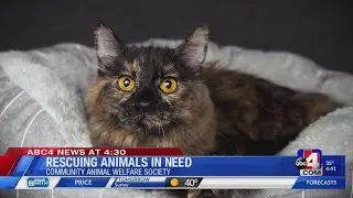 Rescuing animals in need