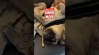 Lazy Sunday Vibes 😴 | Cute Pug Dog #shorts #funny #shortsfeed #ytshorts