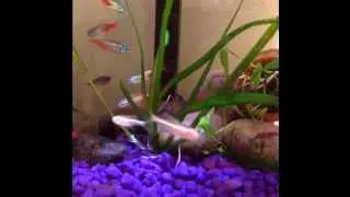 Aquarium Brisbane Fish Master Marvelous.Tropical Fish Brisbane