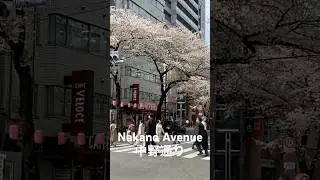 Nakano Sakura Walk | 春の中野通り散歩 I VXT TRAVEL