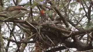 Marico Flycatcher