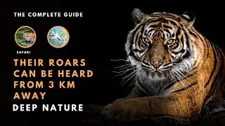 6 Strange and Fascinating Facts About Tigers