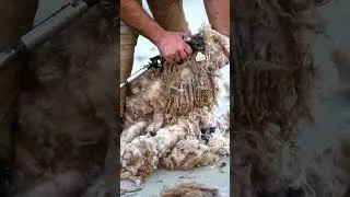 Shearing Kid Mohair from a baby Angora goat