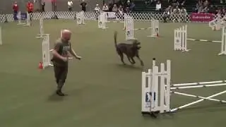 Irish Wolfhound in Agility - Jumpers Agility AKC Agility Invitational 2017