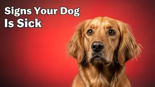 10 Hidden Signs Your Dog Is Sick 😟 | Must-Watch for Every Pet Parent