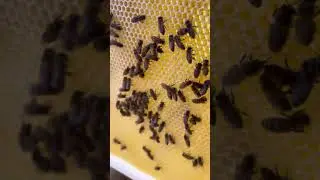Red Hive Inspection after Re-queen
