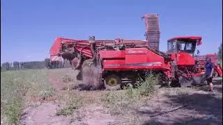 Tomato Harvester---Swan Brand