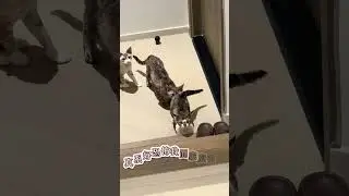 我想要一個精壯的貓仔🤣