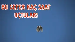 SONUÇ BELLİ OLDU REŞİT ABİNİN KUŞLARI KAÇ SAAT UÇTU ACABA ?