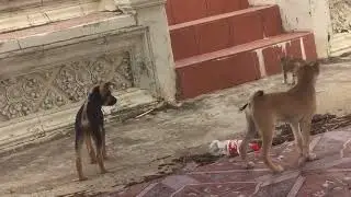 Small Cat Fighting Puppy