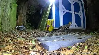 Gray Fox family with five babies in suburban Ohio den 2024/05/27, 12:23:22 am