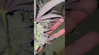 06 sour diesel x dantes wrath on chop day #sourdiesel #cannabiscommunity #haze #nyc