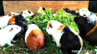 Uihh...? Asmr|marmut lucu mukbang rumput hijau royo-royo 