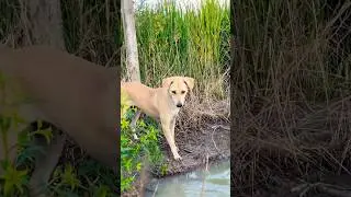 Dog attack frog in water