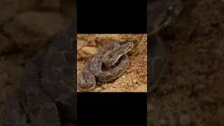 Big four venomous snakes of India, #indiansnakes #krait #cobra #snakesofindia