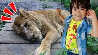 北海道 旭山動物園へおでかけ！たくさんの動物がいたよ！ レオ★スマイル