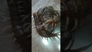Scolopendra complanata#short#viral#shorts#shortsfeed