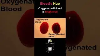 ❤️💜 Blood's Chromatic Tale: Oxygen's Brushstroke! 🎨🩸 #amazing #amazingfacts #viral #facts #trending