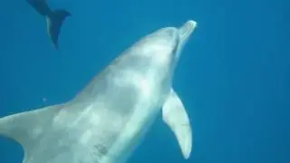 2017 01 07イルカ