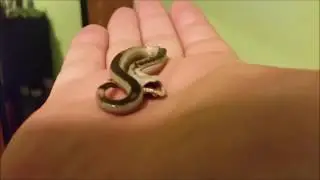 Western Hognose Defense Mechanism