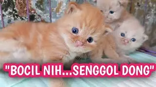 CARA MERAWAT ANAK KUCING USIA 3 MINGGU SUPAYA SEHAT