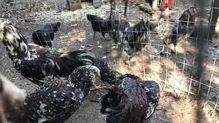 Il giardino dei polli | Orloff | Orlov | Russian Orloff chickens | POULTRY BREEDS