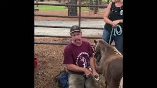 Trim and Clean Horse Hooves