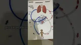 Alat Peraga Sistem Peredaran Darah || Redika April Silviana-2B-K7123148