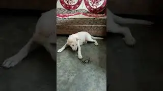 Dog 🐕 vs carb 🦀 (Kakra)fight video 🤩😁🤣#shorts#youtubeshort#RAYMEarth