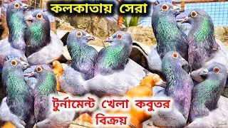 কলকাতার পুরাতন ঐতিহ্য সবুজ মাদ্রাস কবুতর।সস্তার কবুতর কাকে বলে জানতে ভিডিও দেখুন@pigeonsloverrj9600