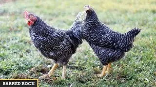Barred Rock Chickens