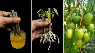 Growing olive plant at home from stem | Step-by-step tutorial