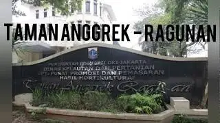 Tempat Jual Anggrek Murah Di Jakarta