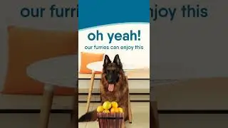 Can Dogs Eat Orange?