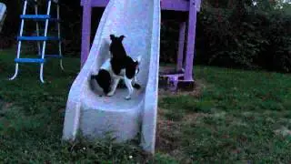 Ratitatt Brad and Denzel Pups on Slide 10 weeks video 013