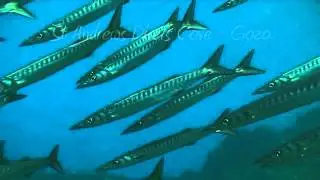 Crocodile Rock Gozo  - A Boat Dive with St. Andrews Divers Cove